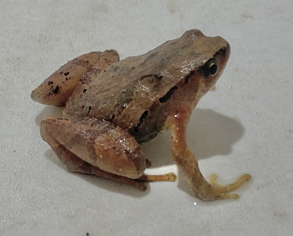 Nanohyla hongiaoensis