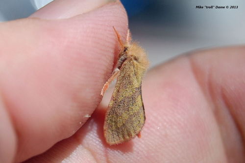 iNaturalist observation photo of Orange-Lined Ghost Moth