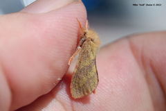 Phymatopus hectoides