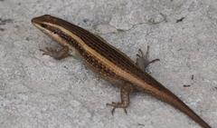 Trachylepis striata