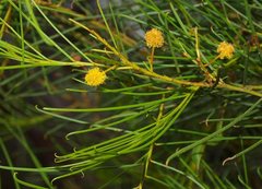 Acacia euthycarpa