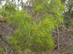 Acacia euthycarpa