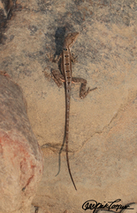 Sitana