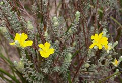 Hibbertia crinita