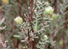Hibbertia crinita