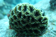 Acanthastrea