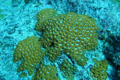 Acanthastrea