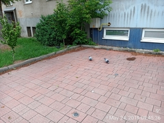 Columba livia domestica