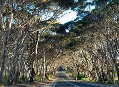 Eucalyptus cladocalyx