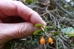 Neomyrtus pedunculata