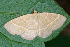 Trisateles emortualis