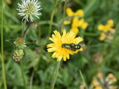 Cryptocephalus sericeus