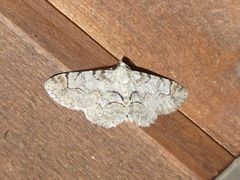 Iridopsis larvaria