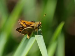 Ocybadistes walkeri sothis