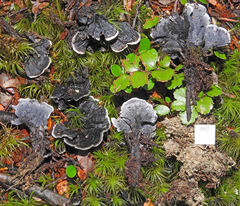 Phellodon sinclairii