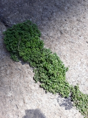 Polycarpon tetraphyllum