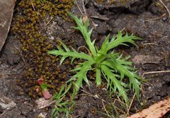 Eryngium vesiculosum