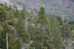 Libocedrus bidwillii