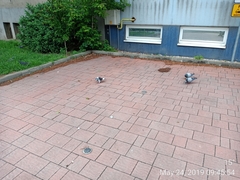 Columba livia domestica