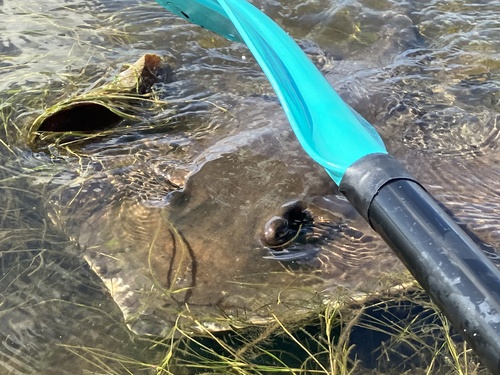 Atlantic Stingray, North Atlantic Ocean, NC, US, photo 8 of 10