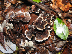Phellodon plicatus