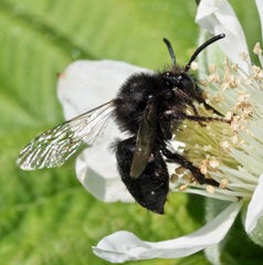 Melecta albifrons