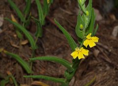 Goodenia amplexans