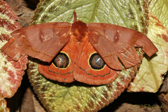 Automeris hamata