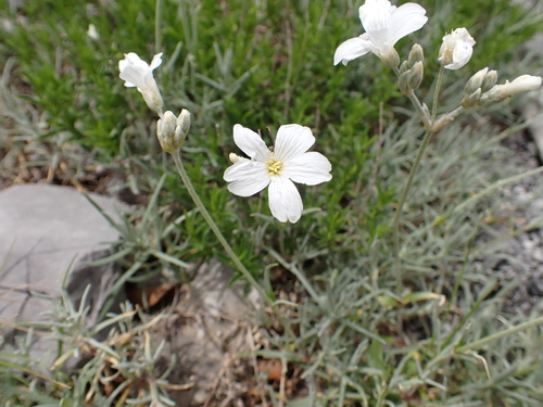 Cerastium grandiflorum (Cerastium grandiflorum)
