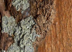 Stephanopis altifrons