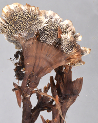 Phellodon plicatus