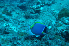 Acanthurus leucosternon