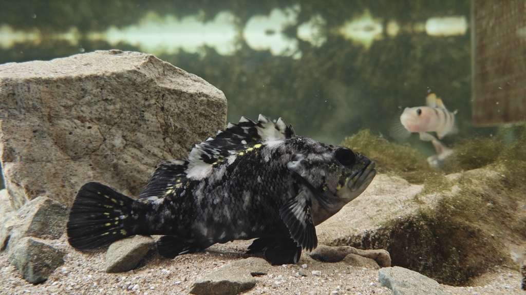 Brassblotched rockfish (Sebastes pachycephalus) — Sebastidae