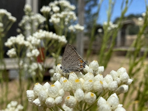 iNaturalist observation photo of California Hairstreak