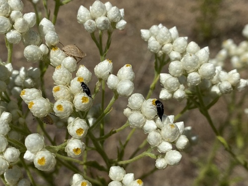 iNaturalist observation photo of Mordella