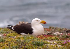 Larus pacificus georgii