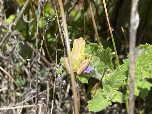 iNaturalist observation photo of Pacific chorus frog