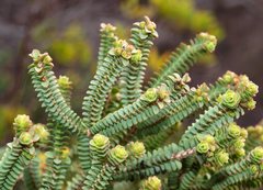 Pimelea flava