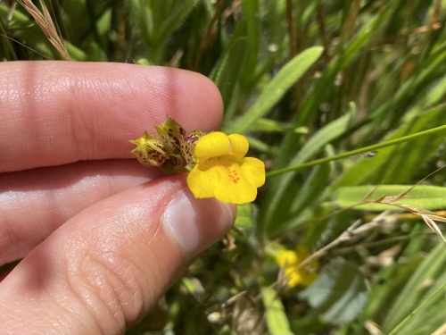 iNaturalist observation photo of seep monkeyflowers