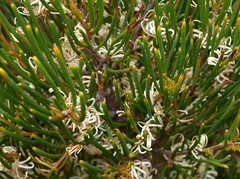 Hakea vittata
