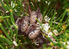 Hakea vittata