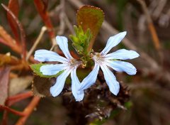 Scaevola crassifolia