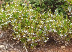 Scaevola crassifolia