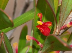 Grevillea pauciflora