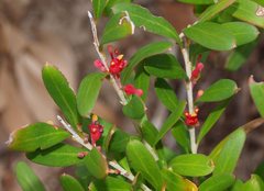 Grevillea pauciflora