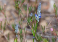 Comesperma calymega