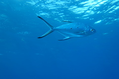 Trachinotus baillonii
