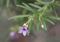 Billardiera cymosa