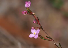 Boronia filifolia
