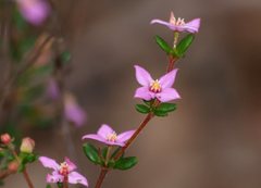 Boronia edwardsii